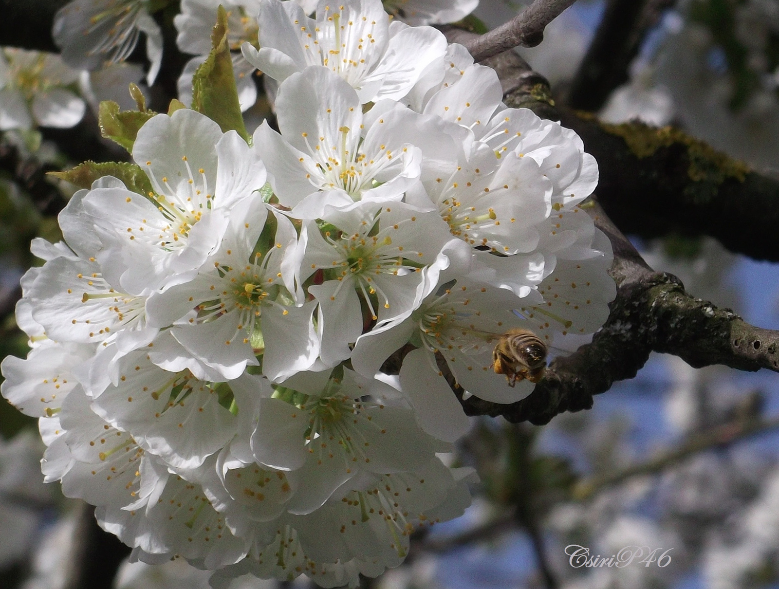 2016.04.05. cseresznyefa virága.cs.