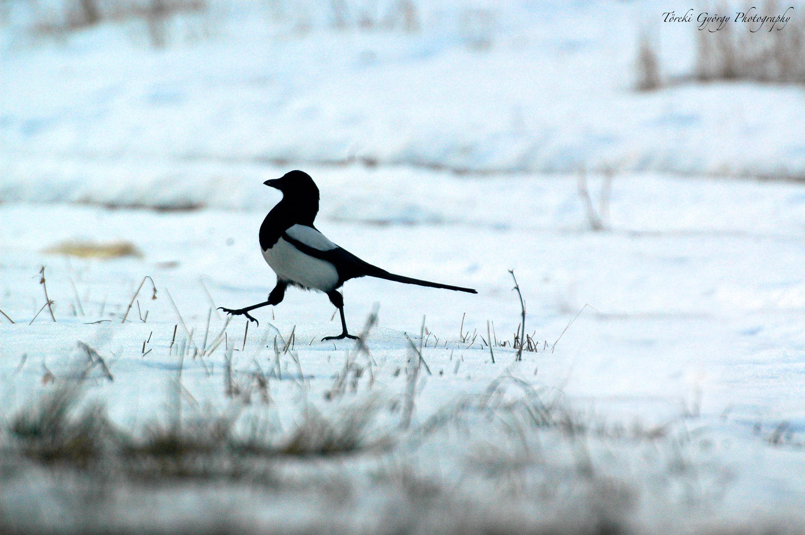 Dolmányos varjú, Hooded Crow, Nebelkrähe, Corvus cornix