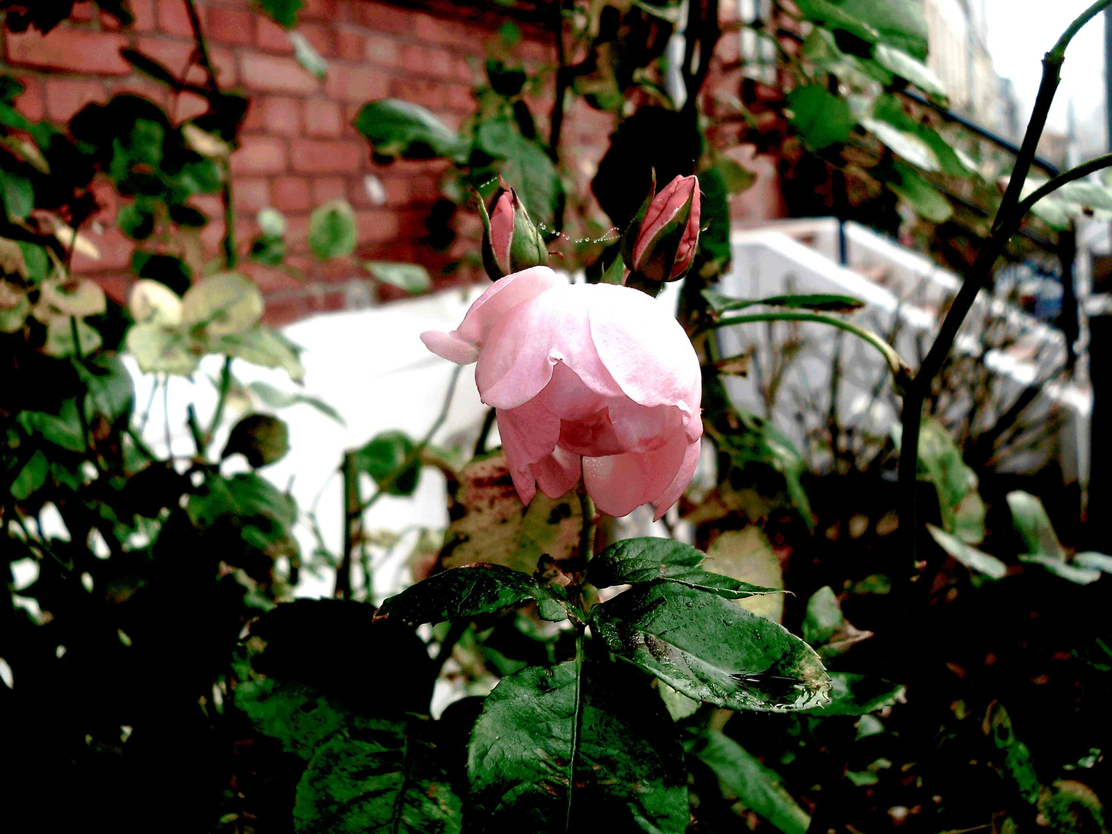 rózsa6