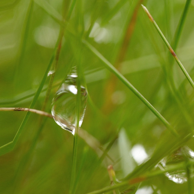 Dew Drop