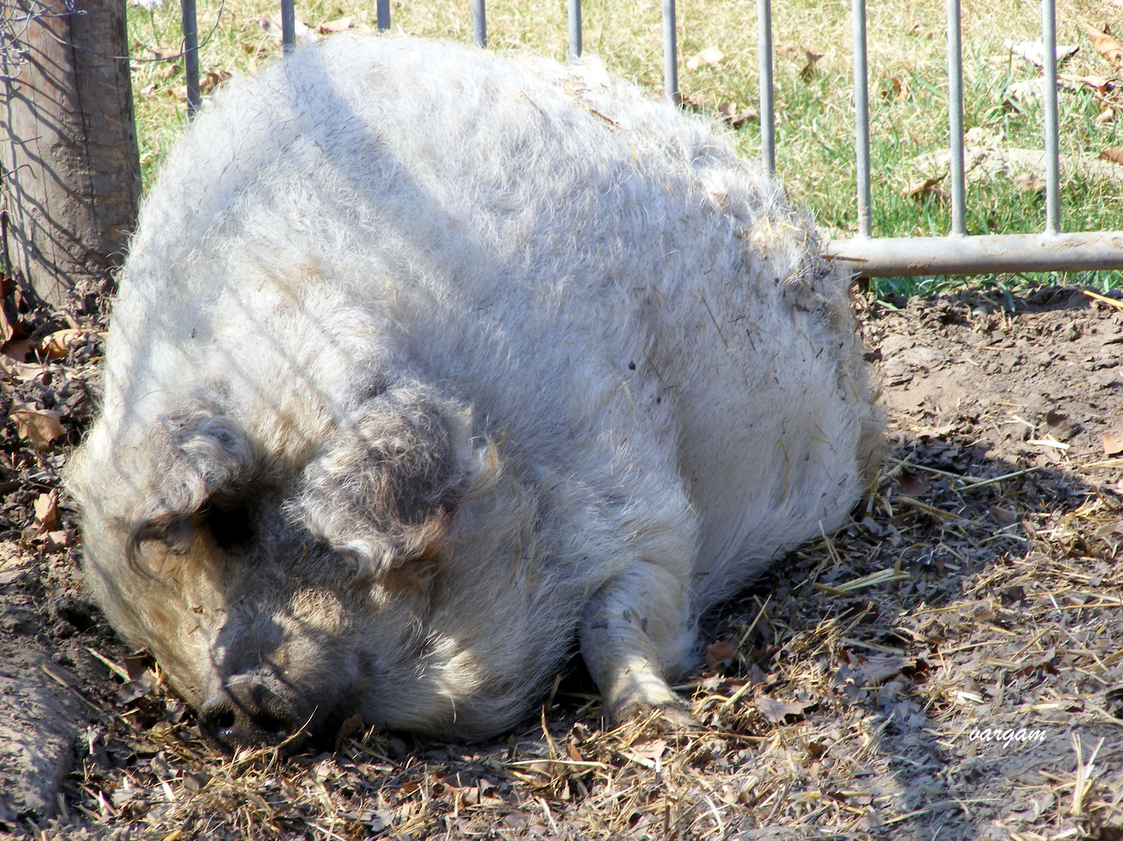 mangalica disznó