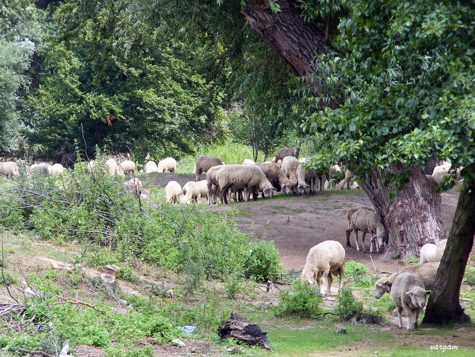 Legelésző birkák