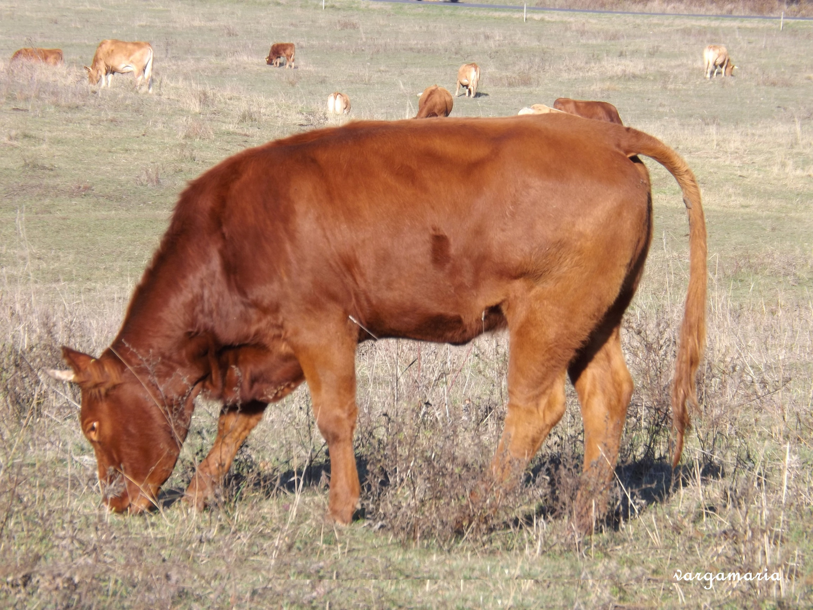 Tehenek a réten 2015,11.1.