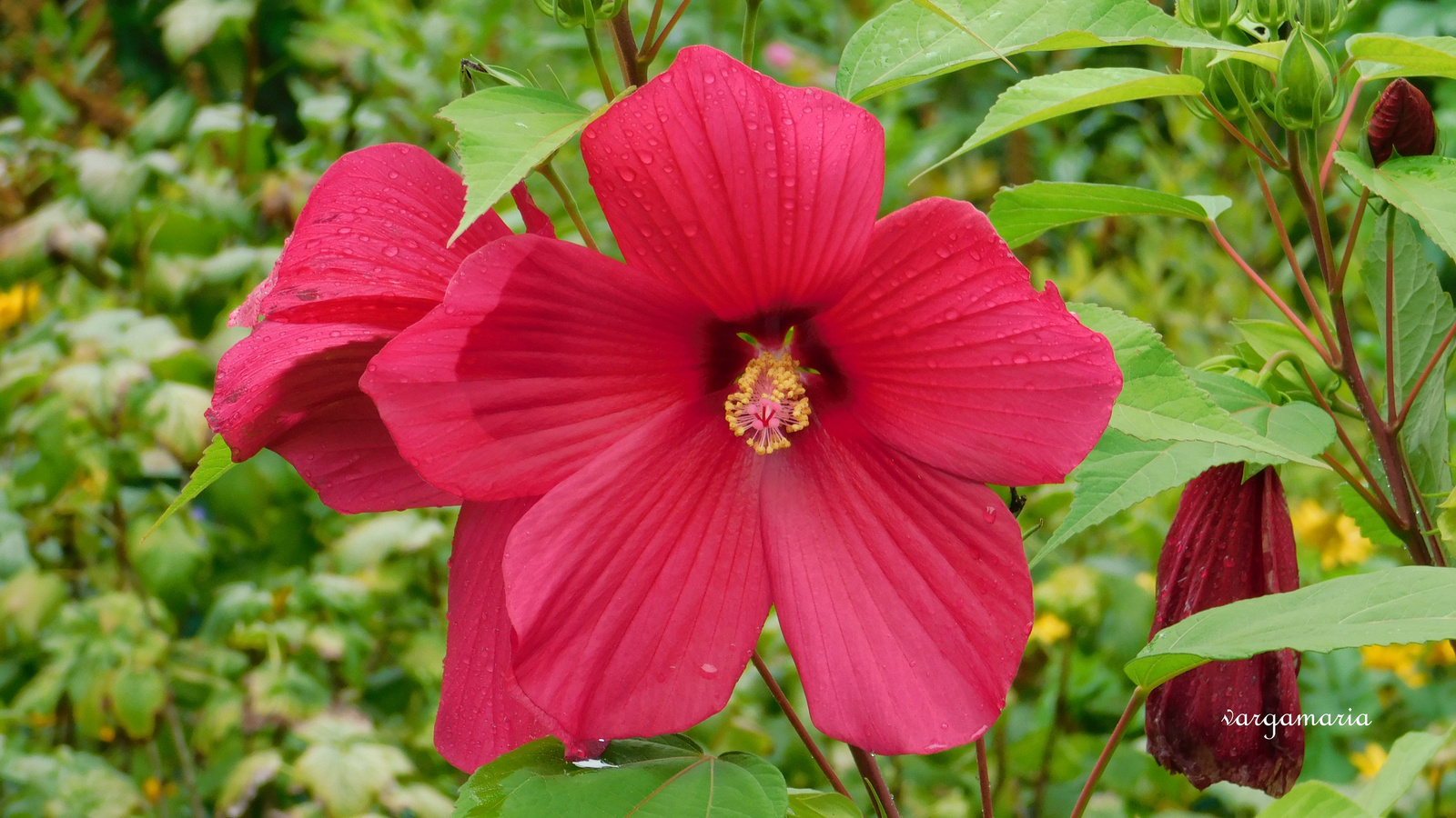 Mocsári hibiszkusz