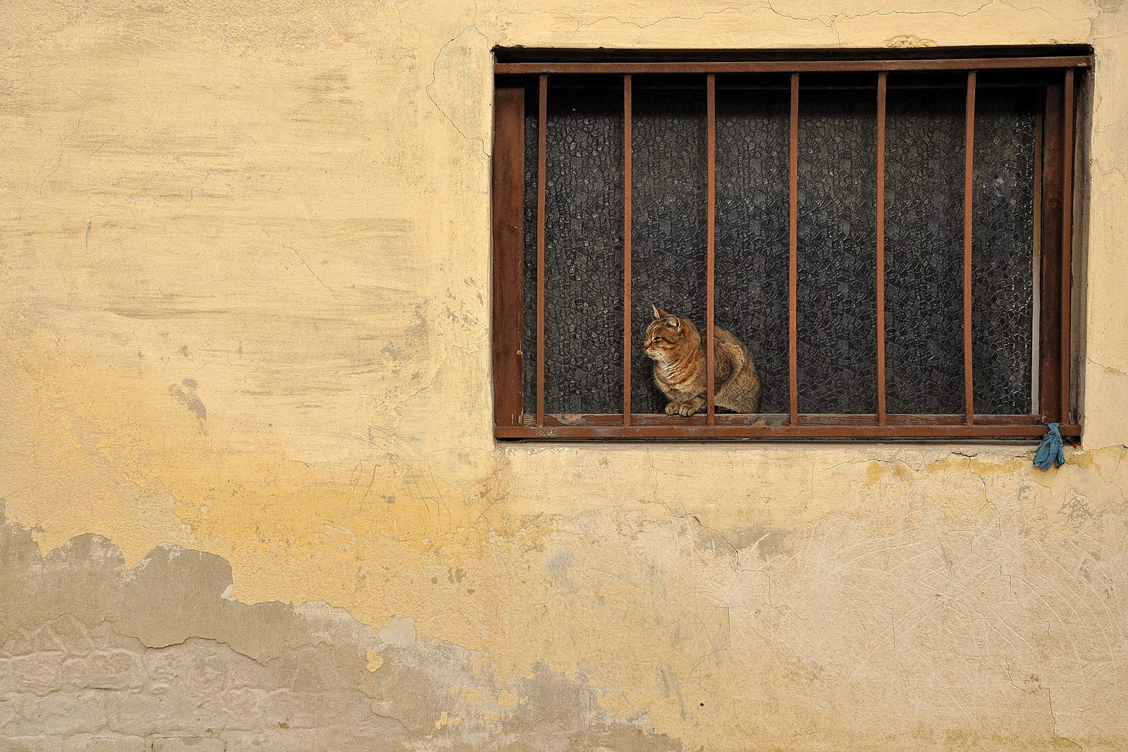 Macska az ablakban