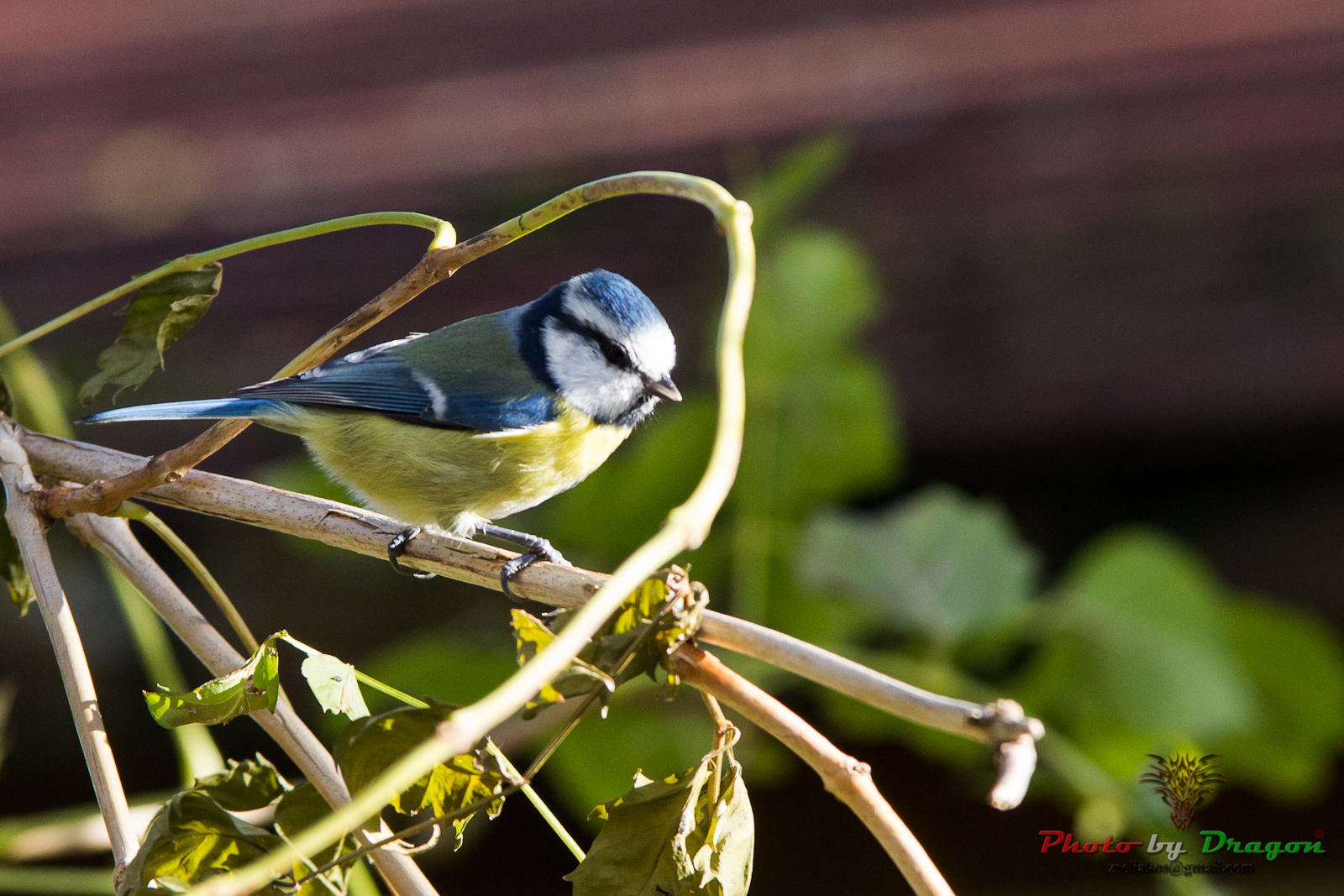 Cyanistes caeruleus