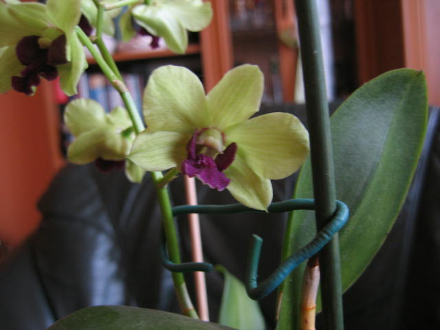 Dendrobium Phalaenopsis