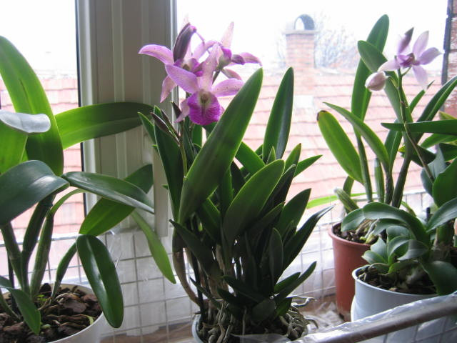 Brassocattleya