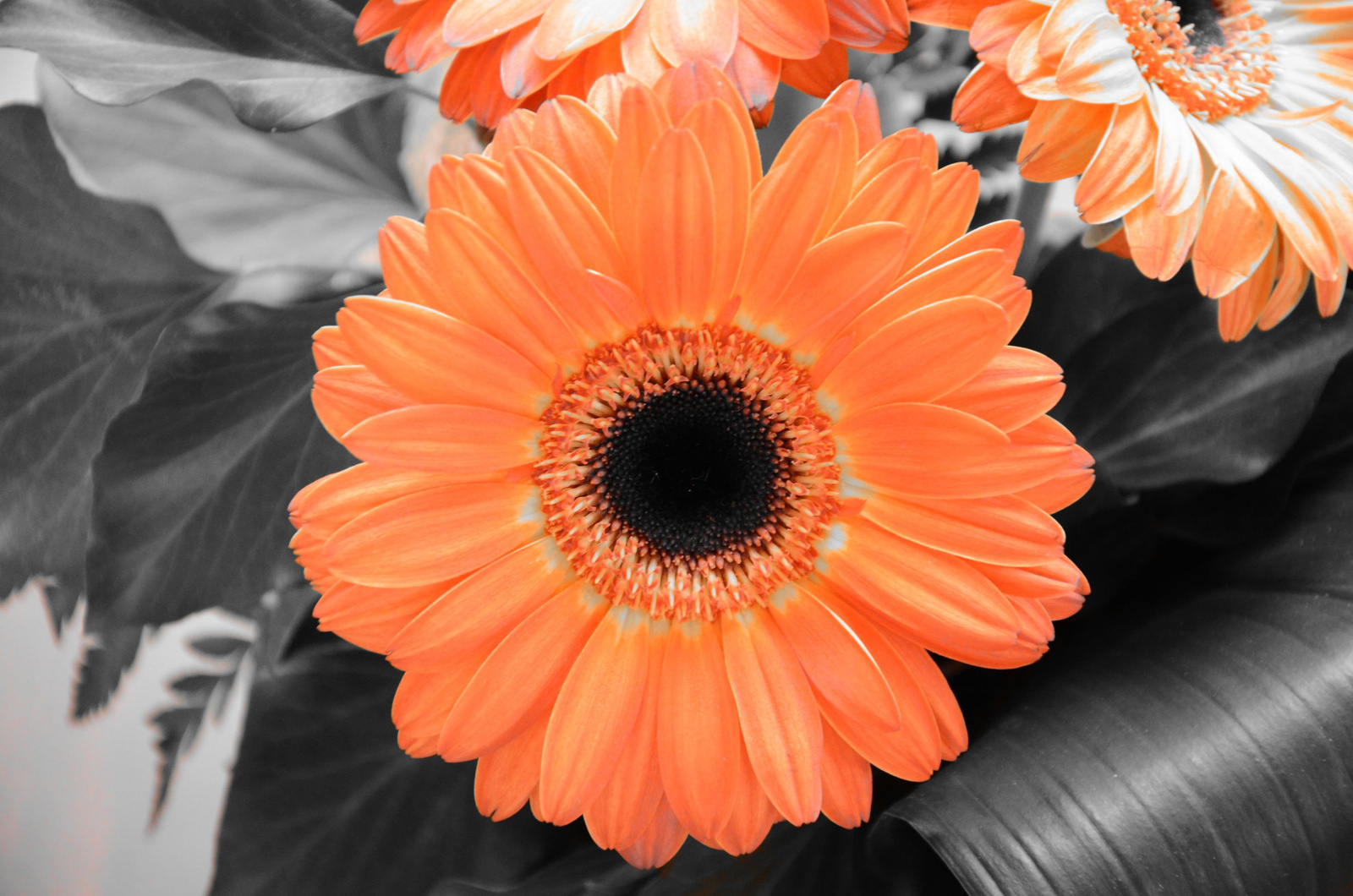 Gerbera 01