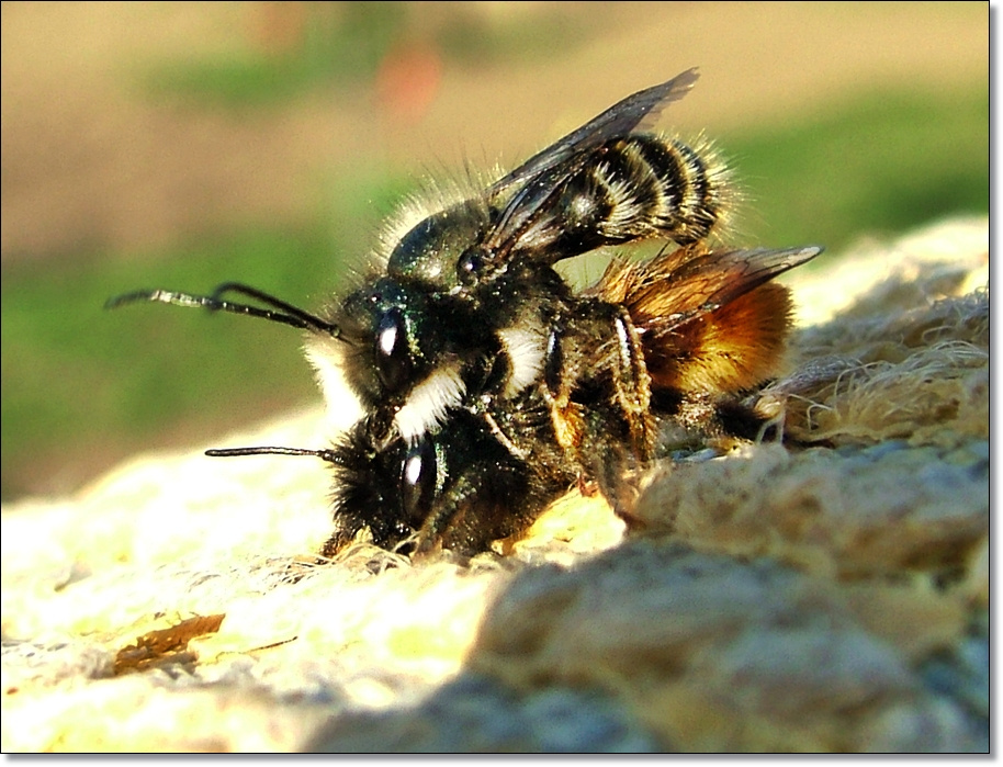 méh love
