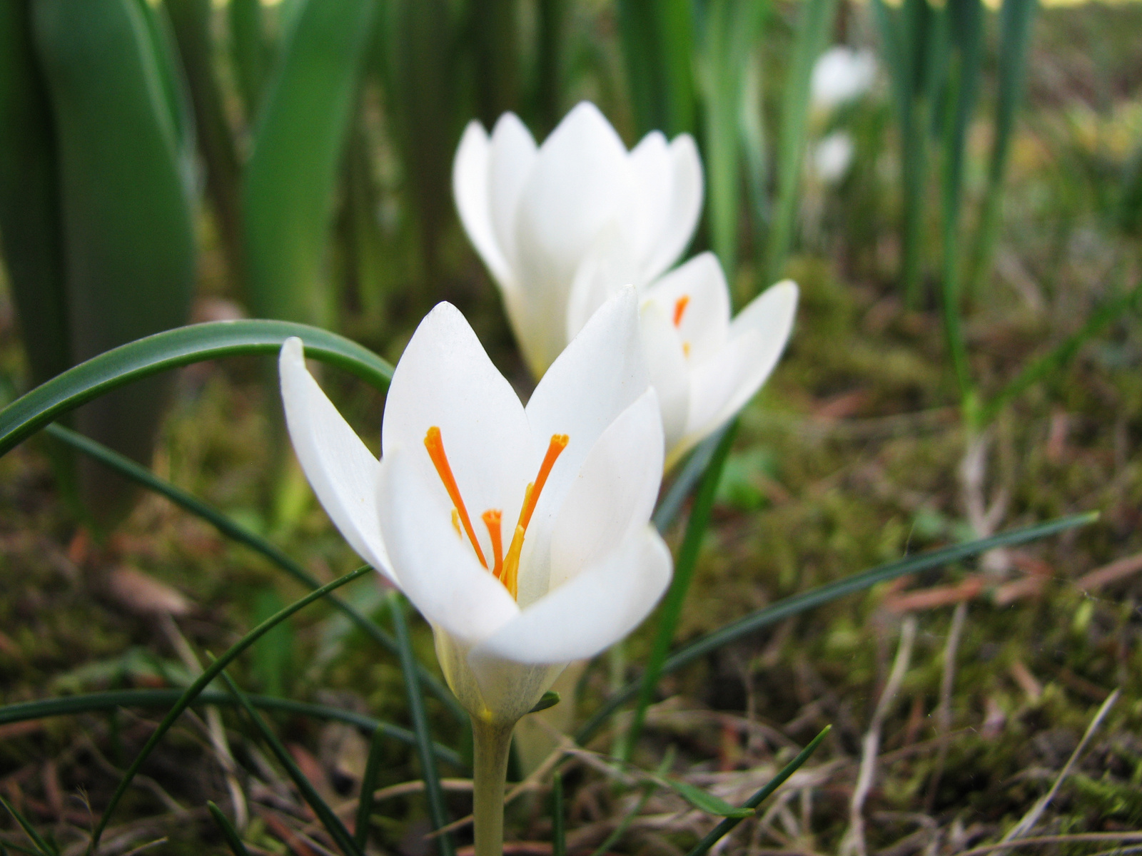 Crocus