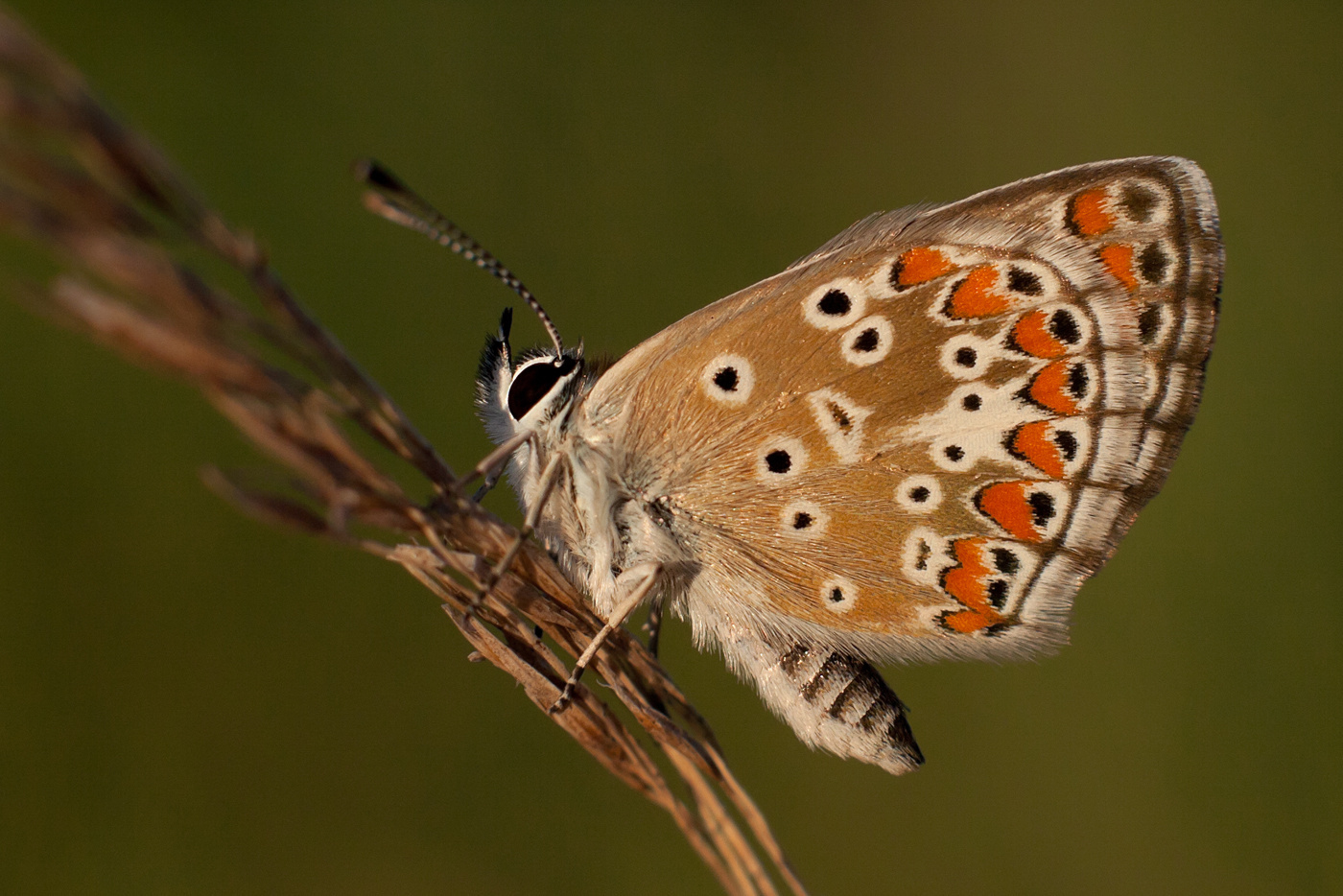 Aricia agestis – szalagos szerecsenboglárka