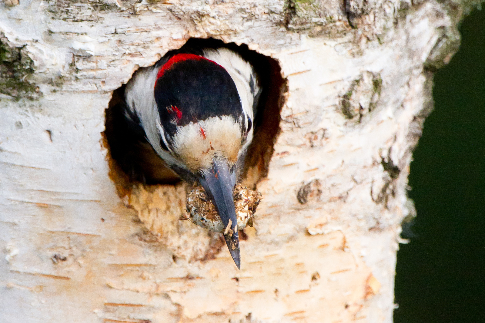Syrian woodpecker 02