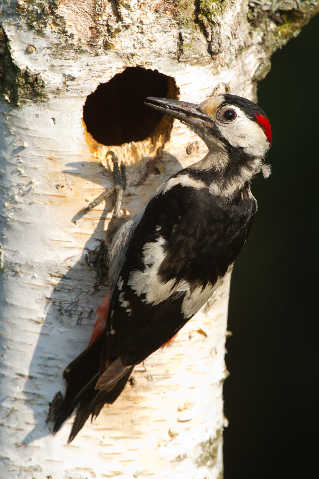 Syrian woodpecker 01