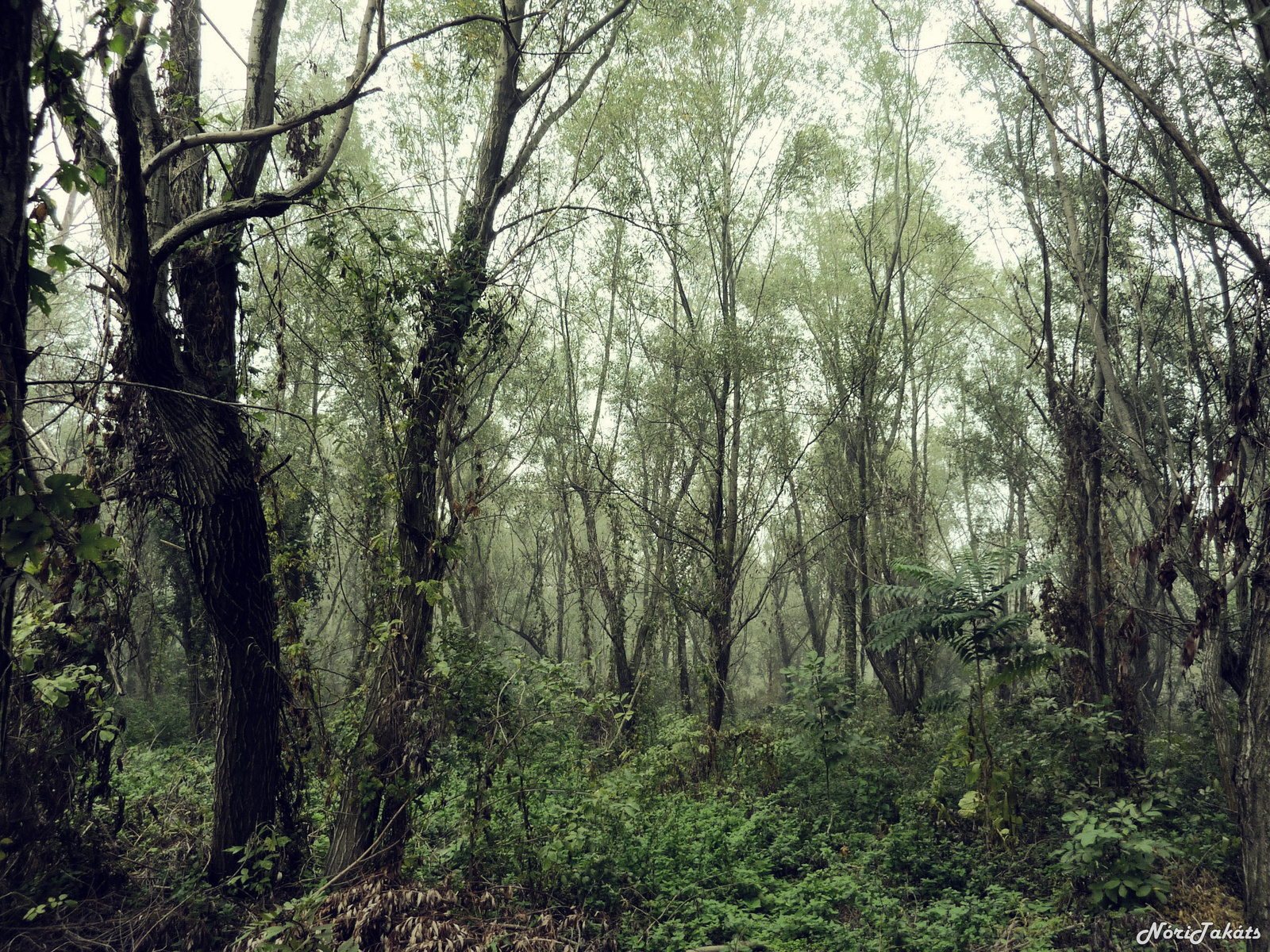 Misztikus erdő