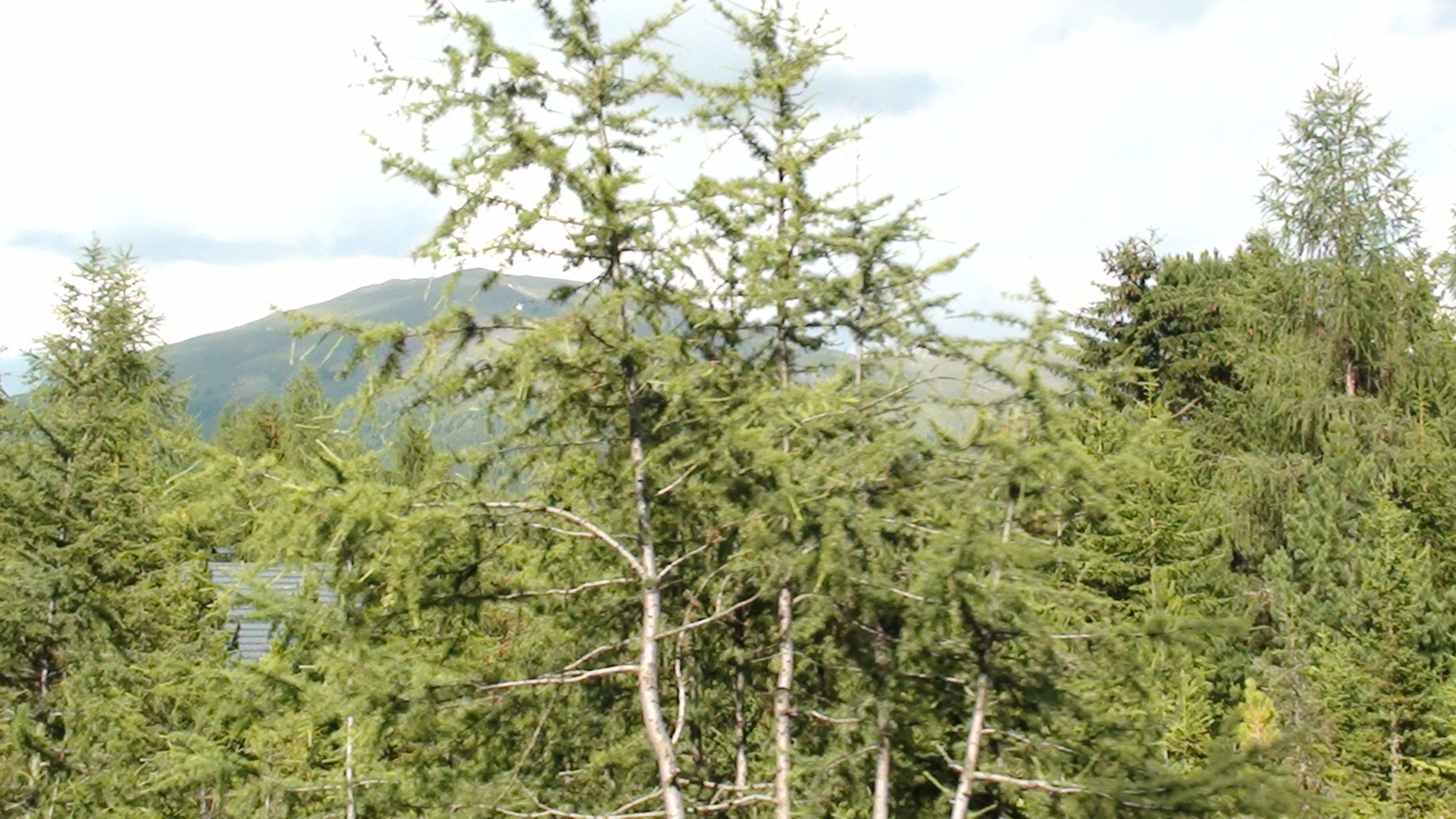 Turracher Pass - Krems völgye 042