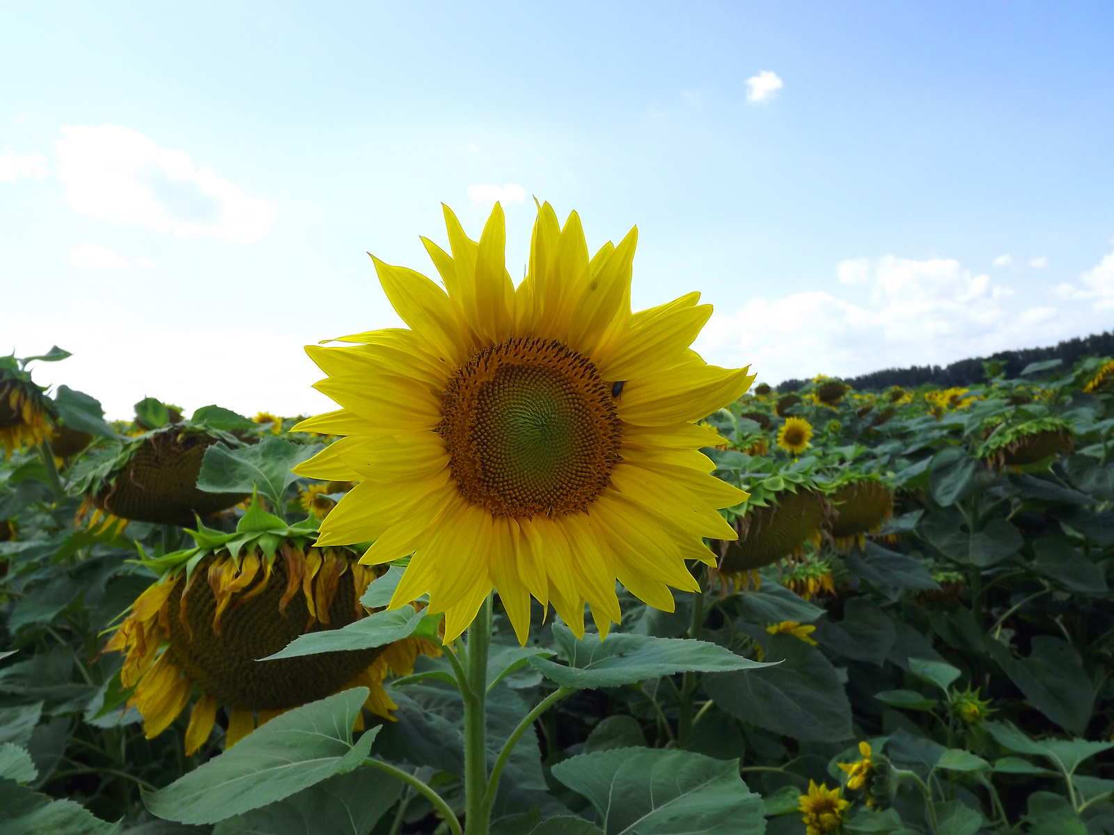 sunflower