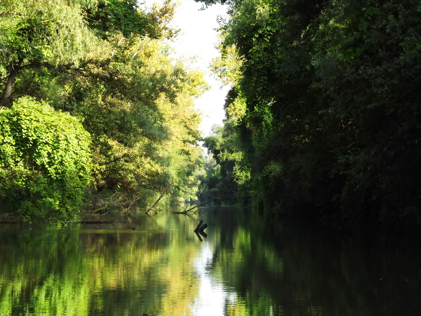 Tisza-tó (1)