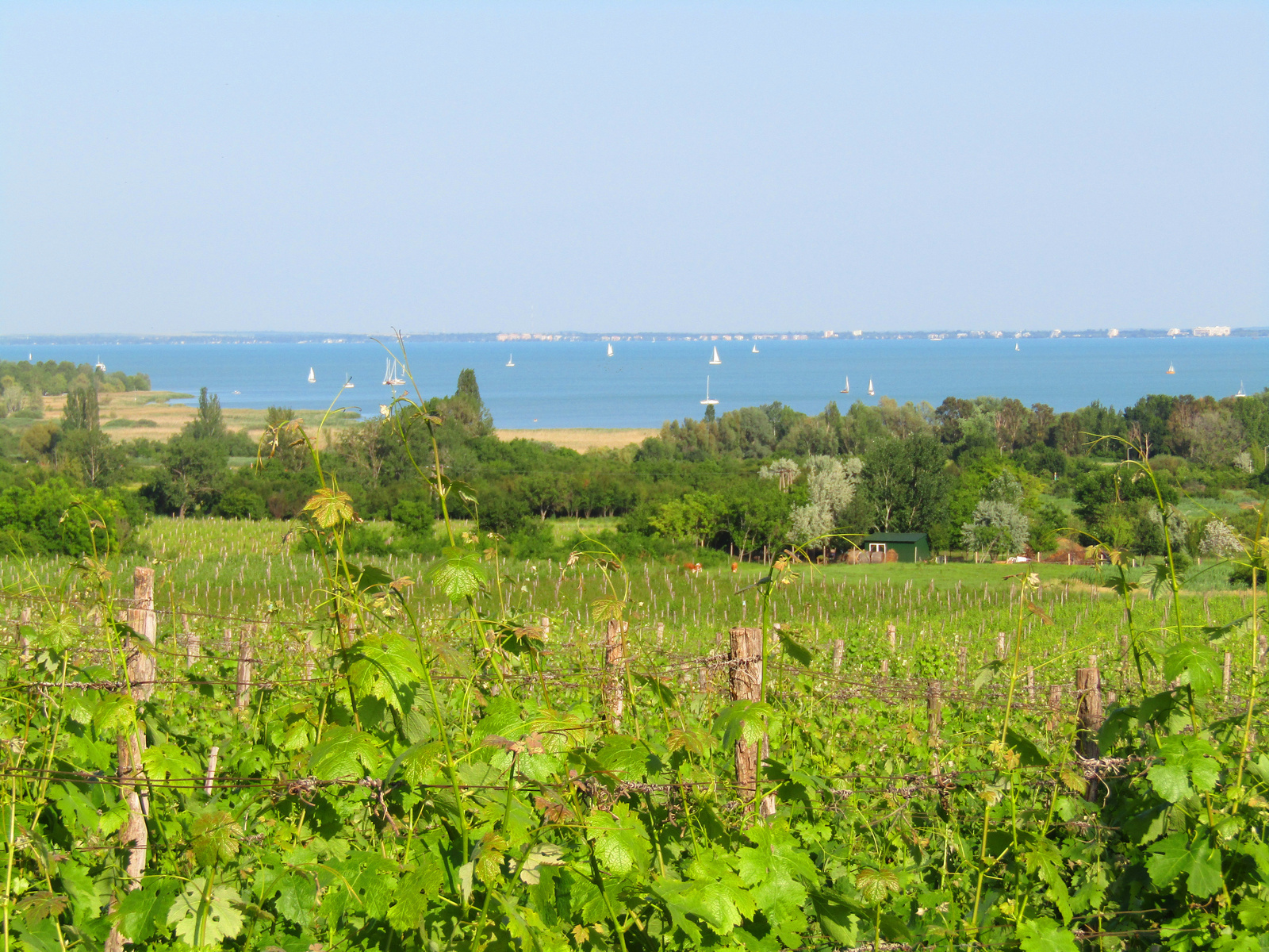 Csopak - Balaton (1)