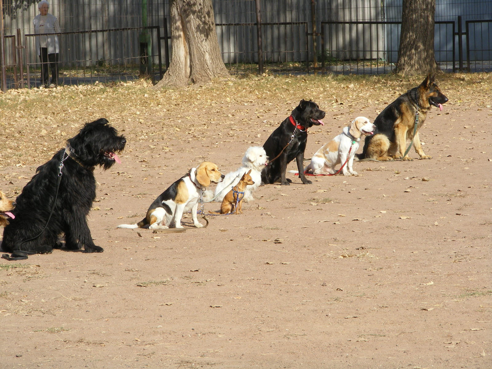 KUTYÁK 20111004 046