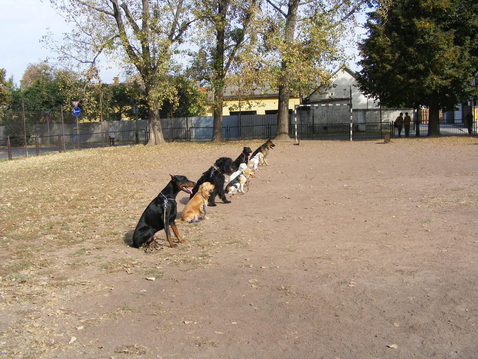 KUTYÁK 20111004 048