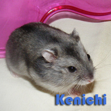 kenichi