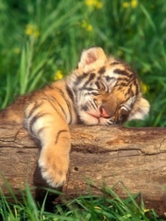 Baby Tiger m