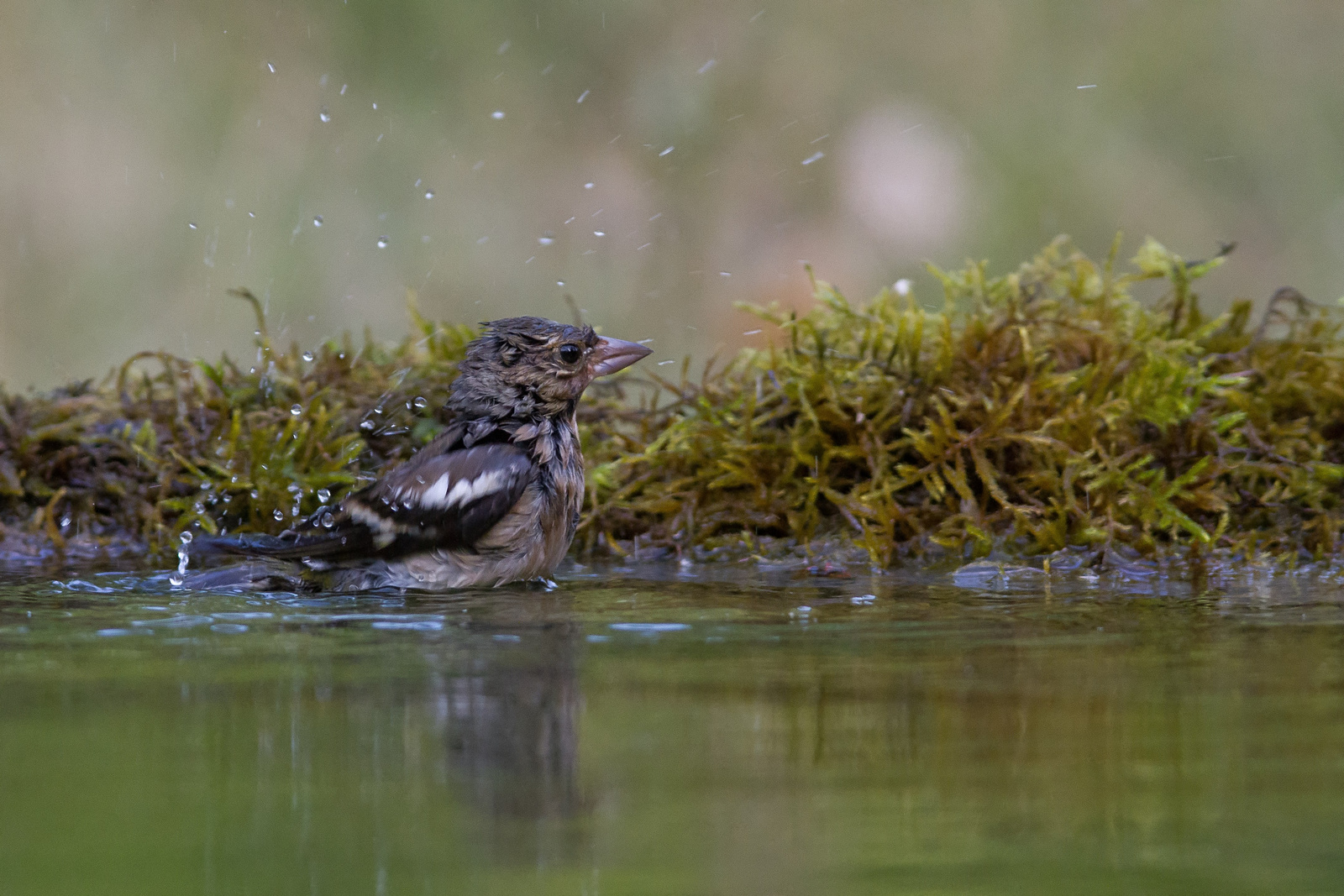 Erdei pinty (Fringilla coelebs)