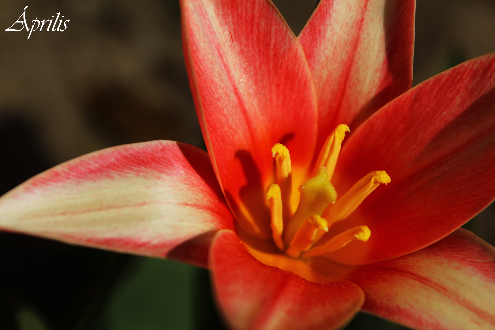 Kinyílt tulipán