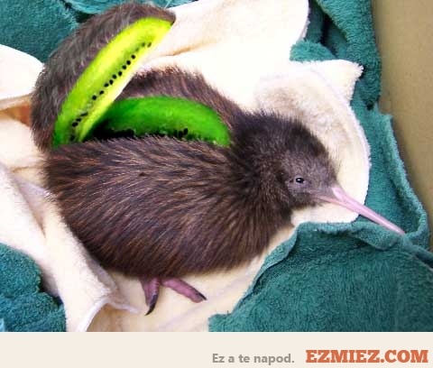 em kiwi