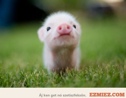 em piglet