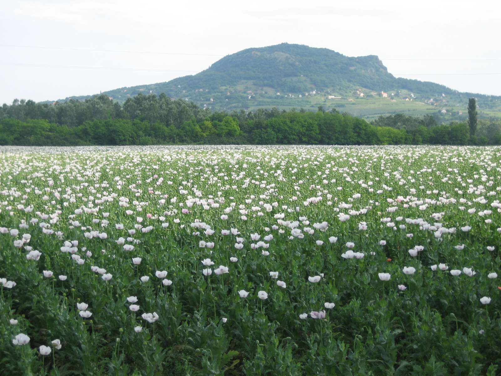 máktermesztés Biró módra 011