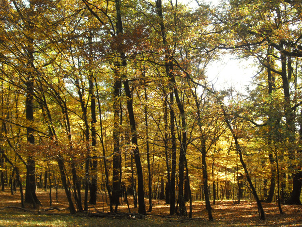 Az októberi erdő 1