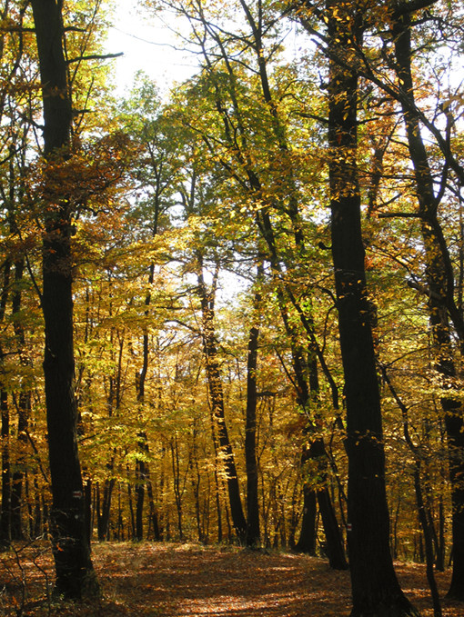 Az októberi erdő 3