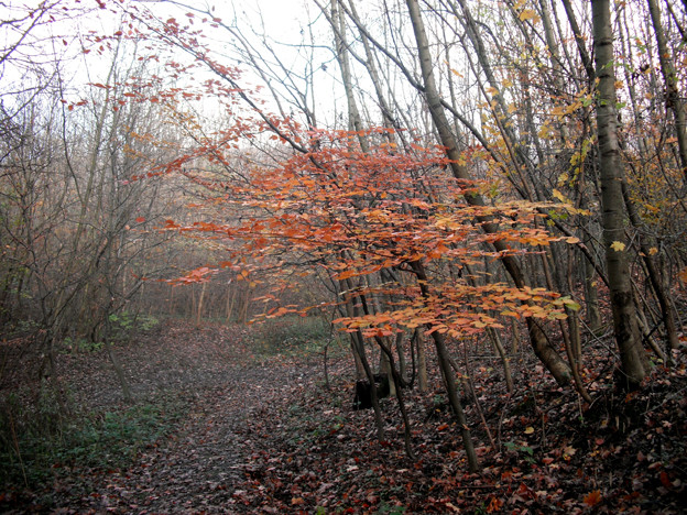 A novemberi erdőben 1