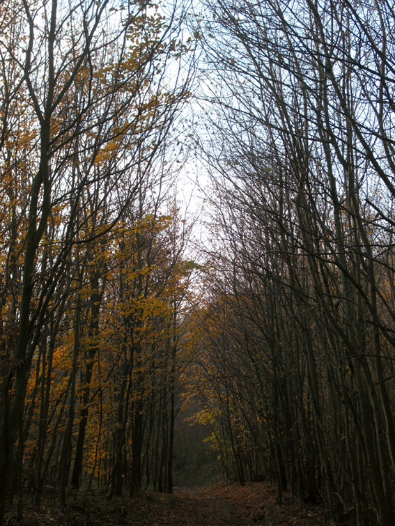 A novemberi erdőben 3