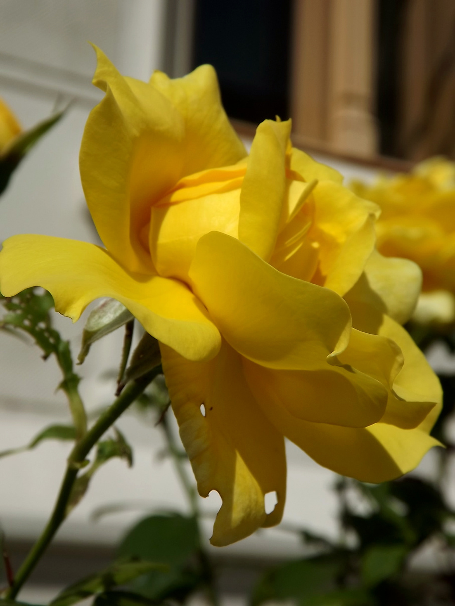 Sárga rózsa 9