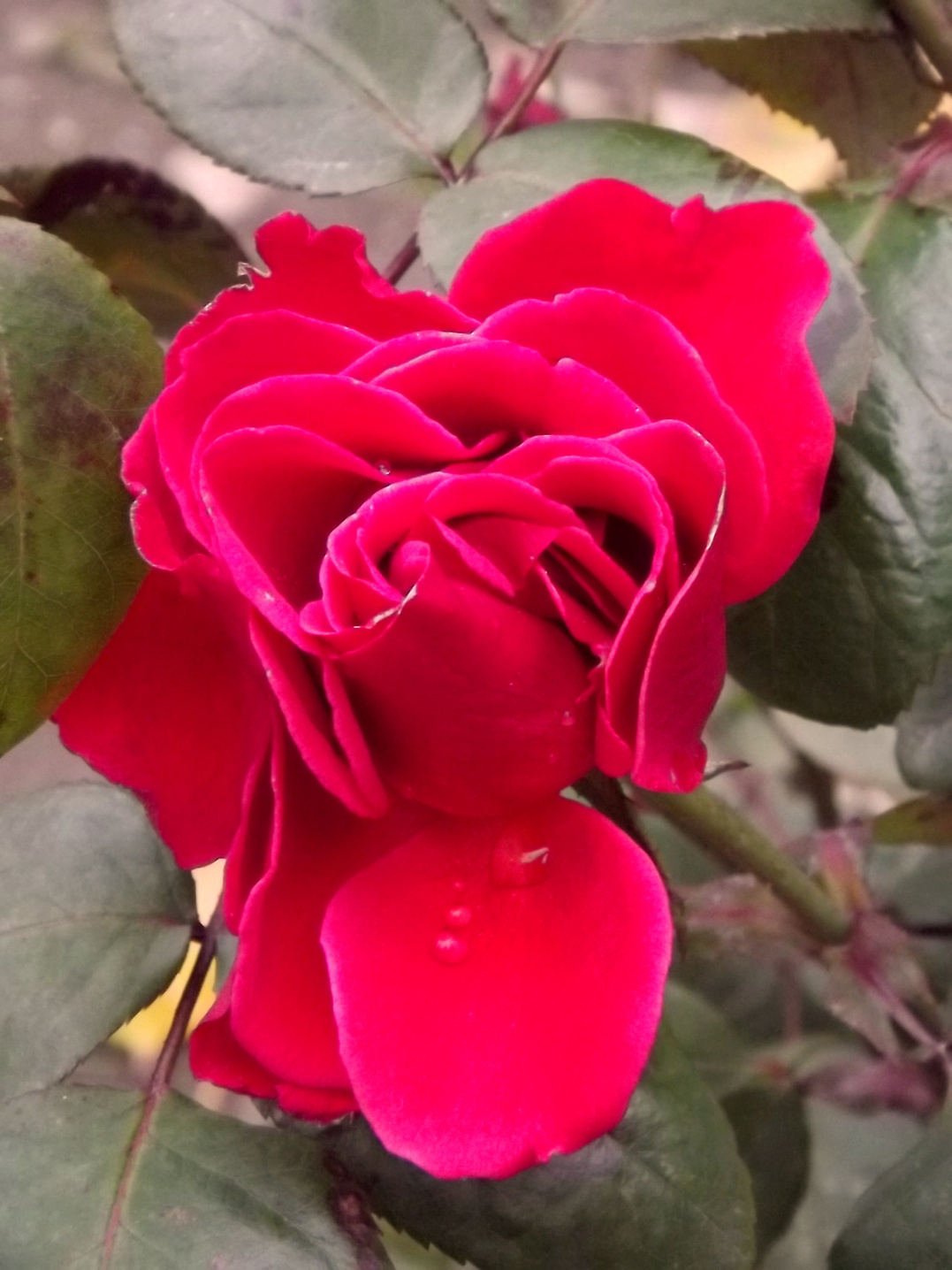 Rózsavirágzás novemberben 2