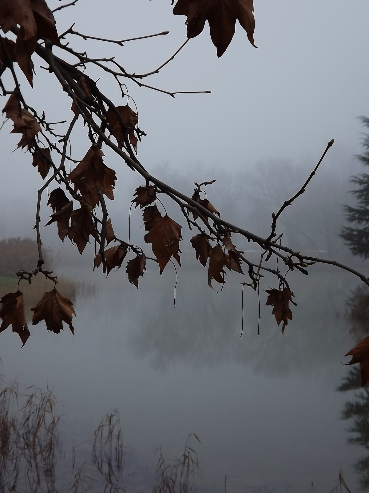Ködös tópart 33