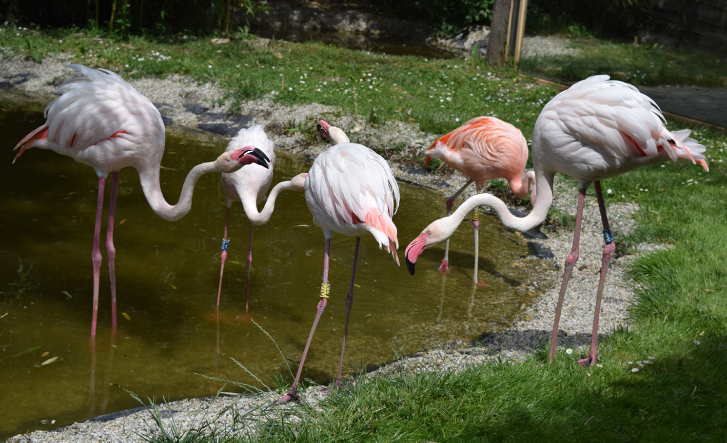 Flamingók veszekedés közben