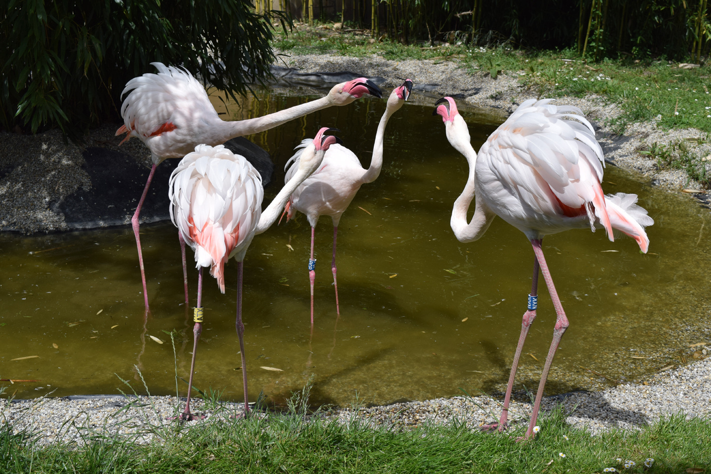 Flamingók veszekedés közben 1