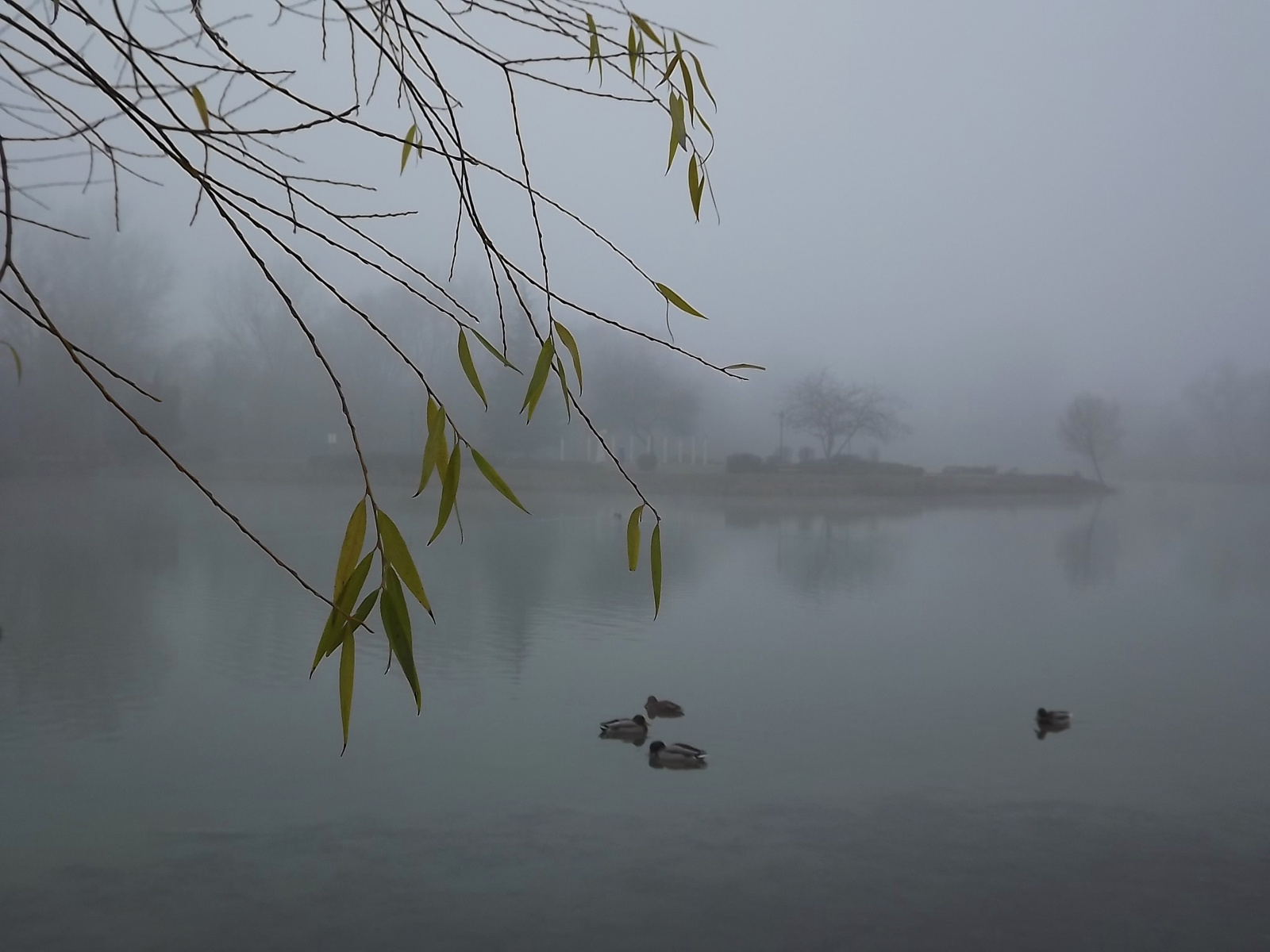 Ködös tópart 52