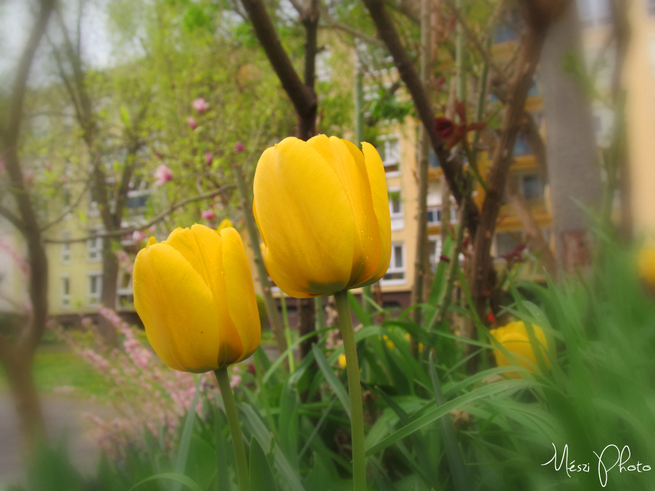 2sárga tulipán