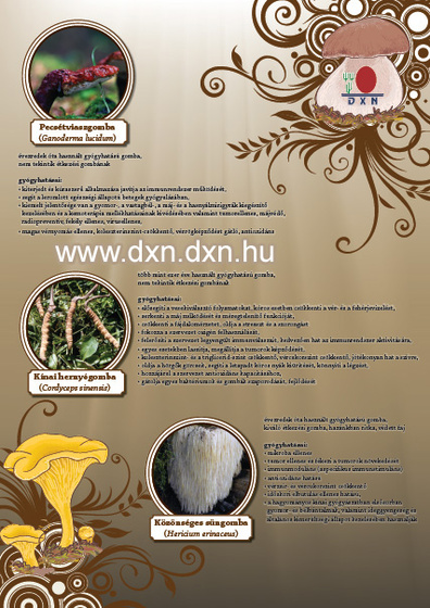 dxn gomba ganoderma