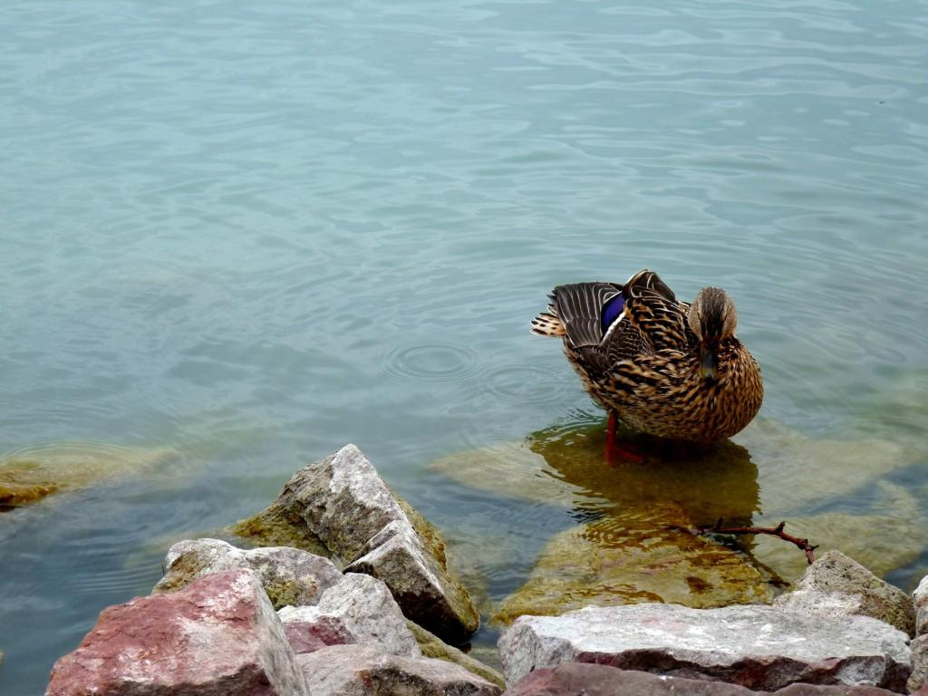 Balaton 054