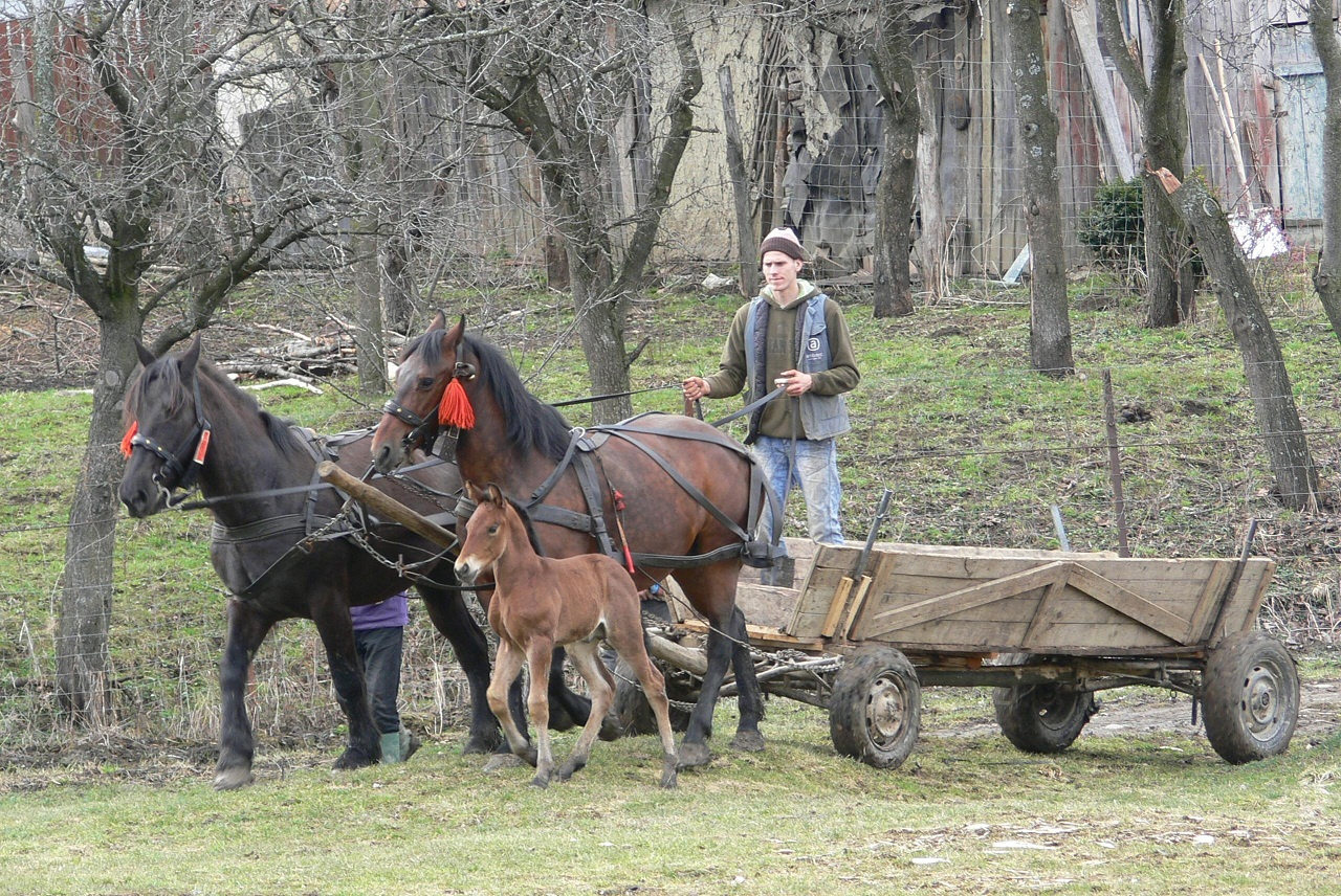 Erdely 20130330 0401 009k