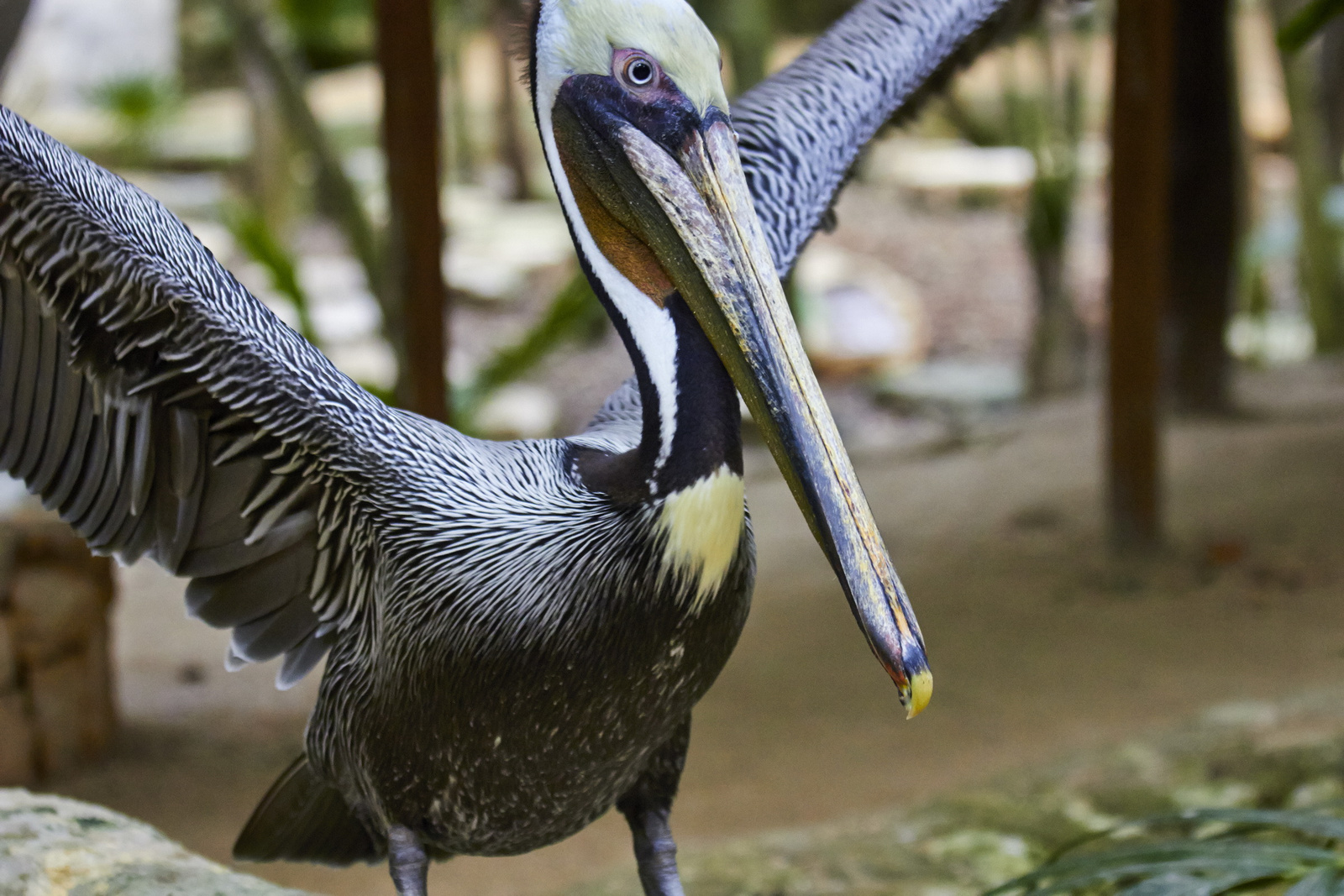 Büszke pelikán