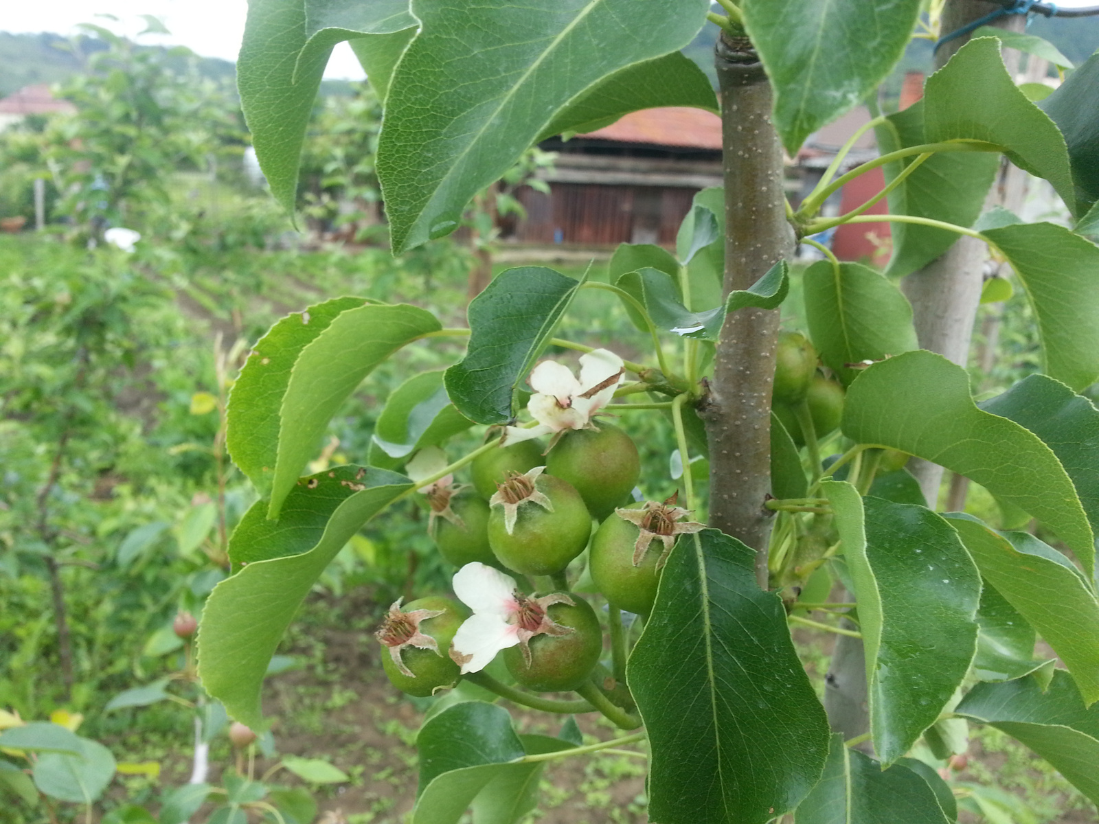 20130526 Árpával érö