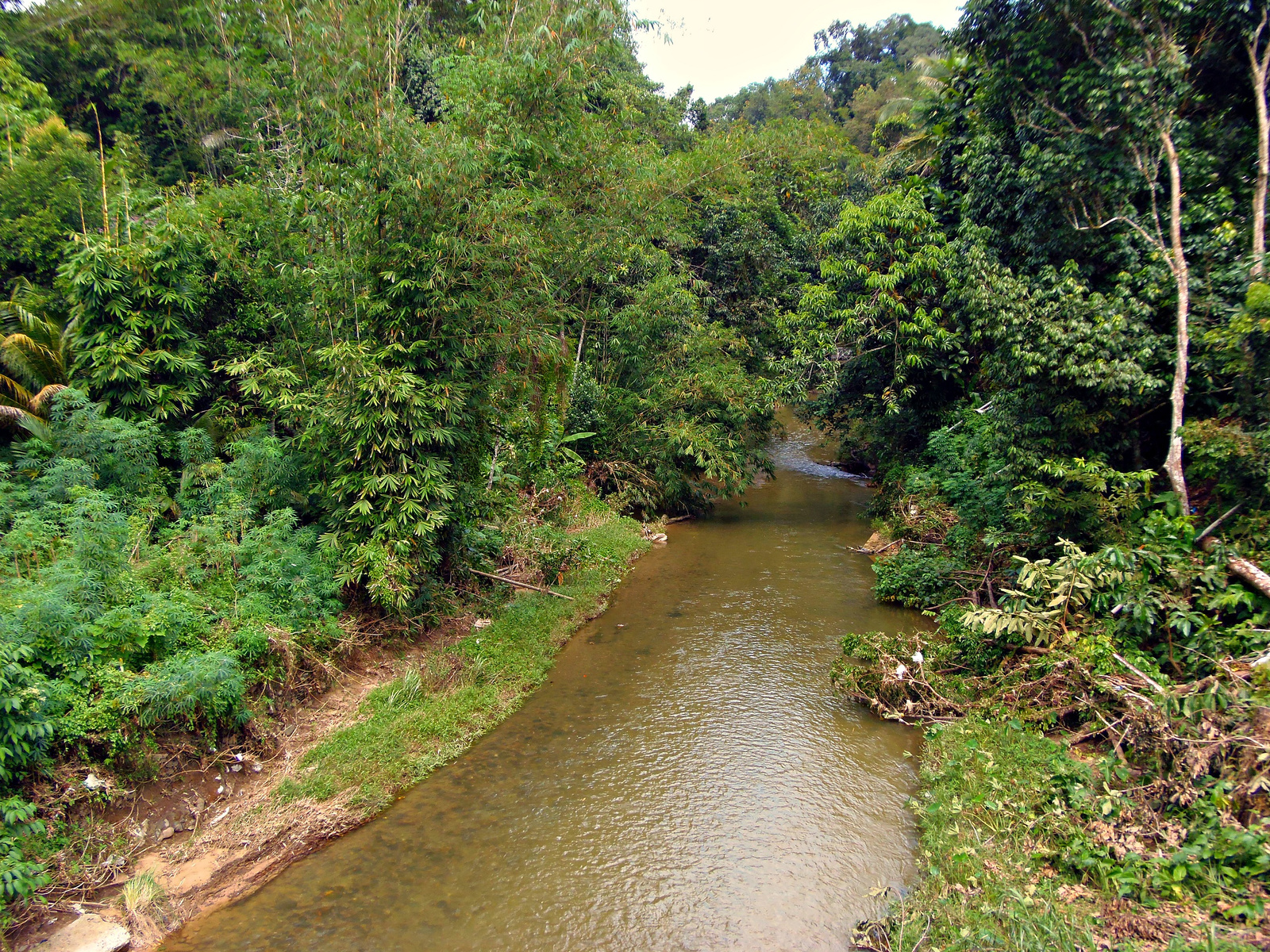 Borneo, őserdő