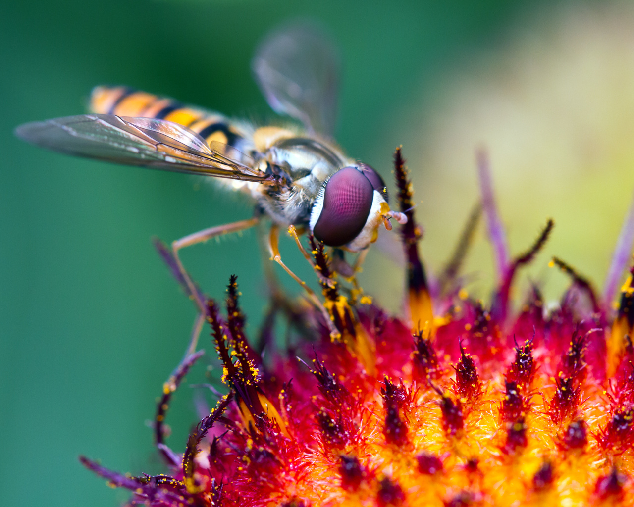 02897 hoverflyatwork 1280x1024